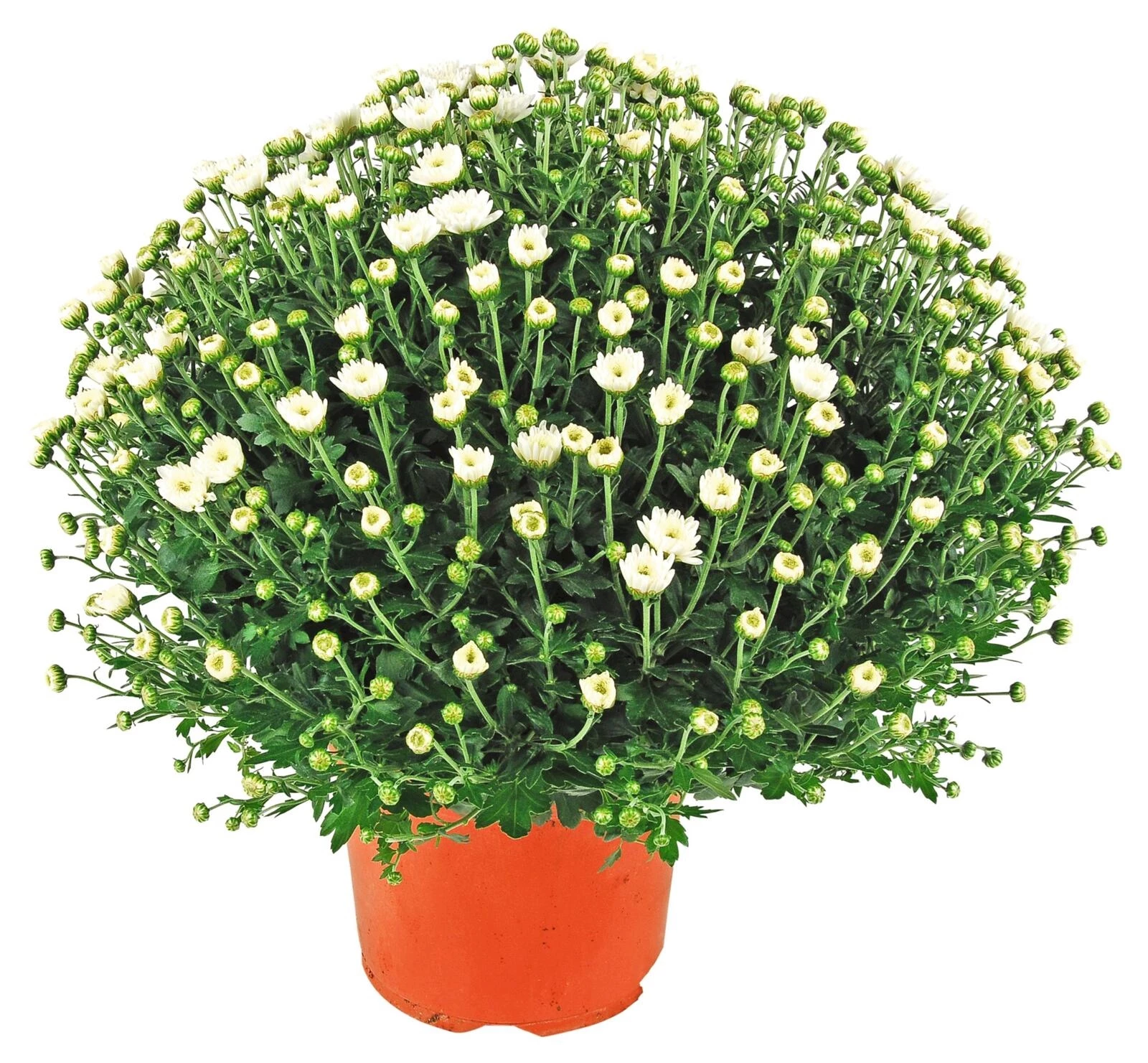 Chrysanthèmes Mums P19 cm