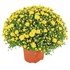 Chrysanthemen Mums P19 cm