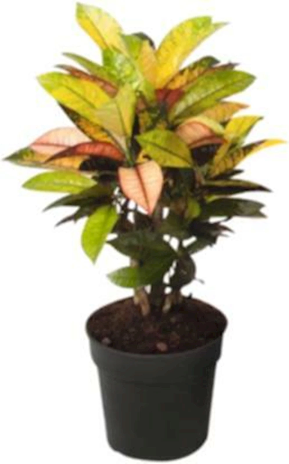 Codiaeum vari.Mix P19 cm