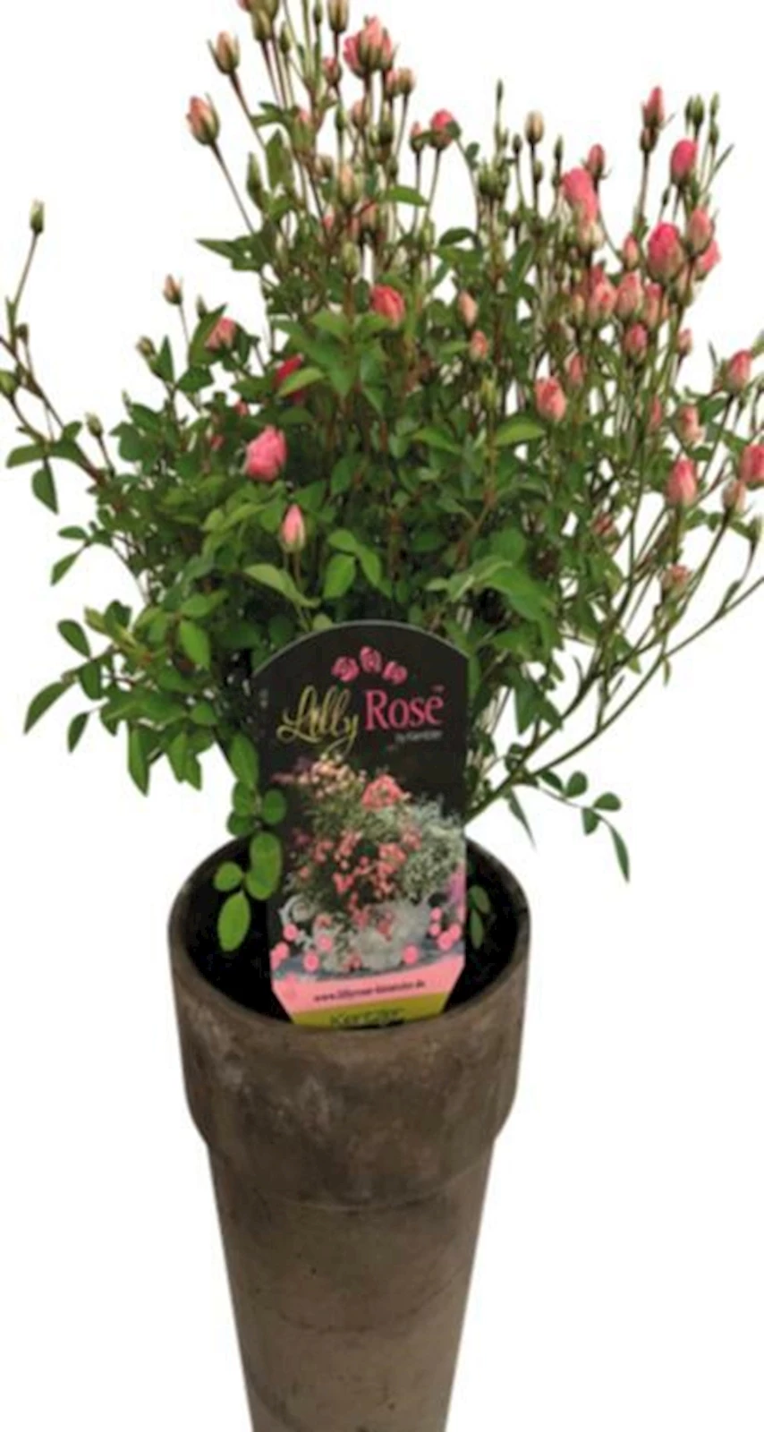 Rose -Hybride Lilly Rose Terracotta P15