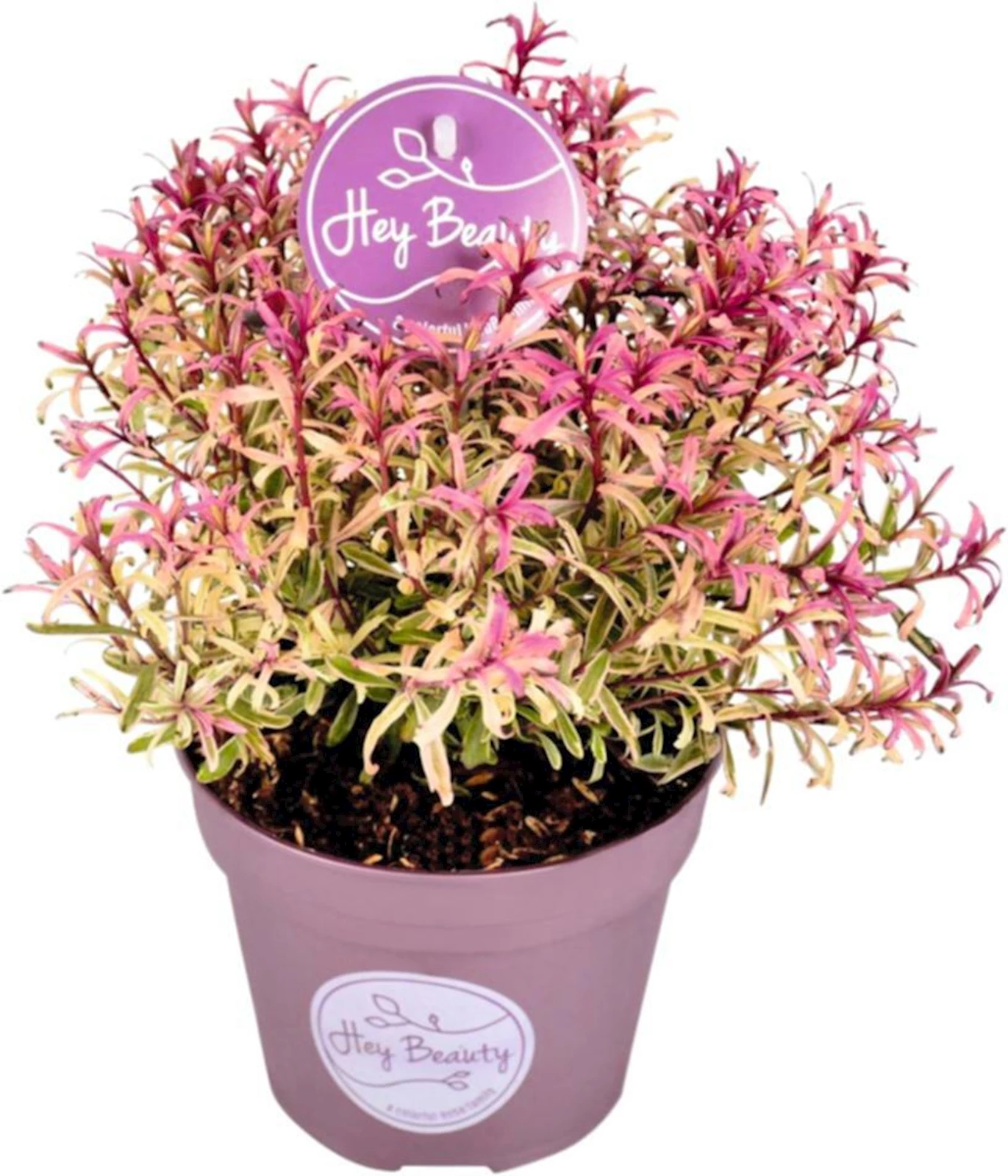 Hebe Hey Beauty P13 cm