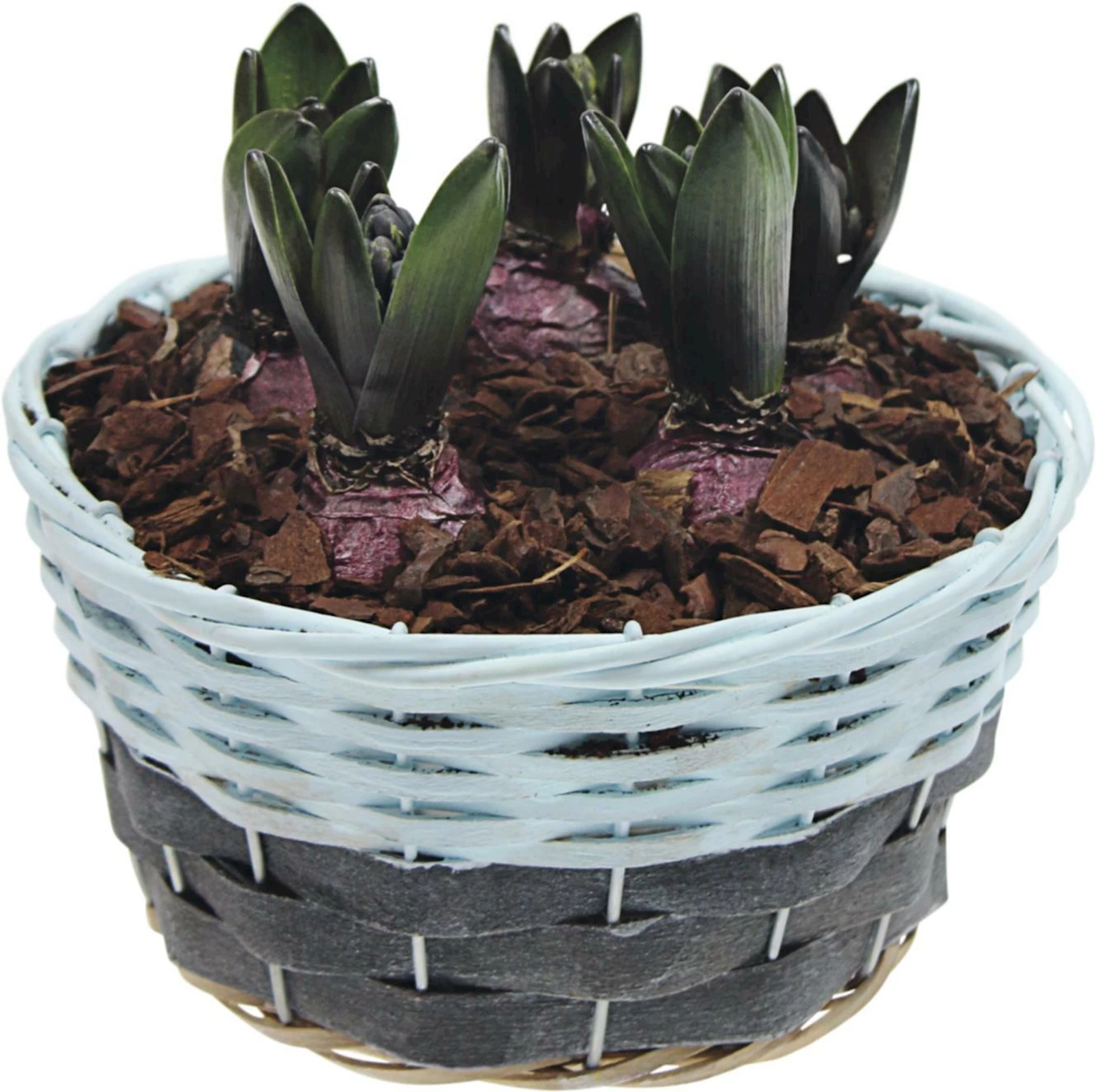 Zwiebelkorb gross P19 cm