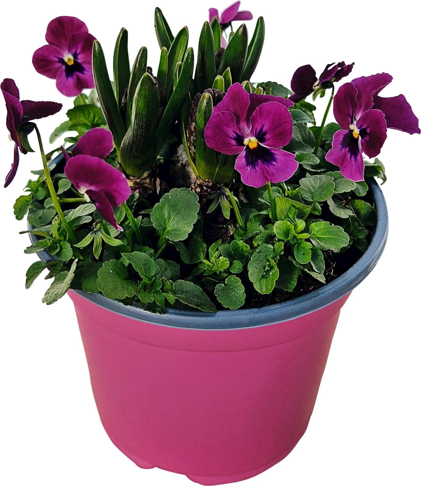 Frühlingsblüher Pop UP Garden P19 cm