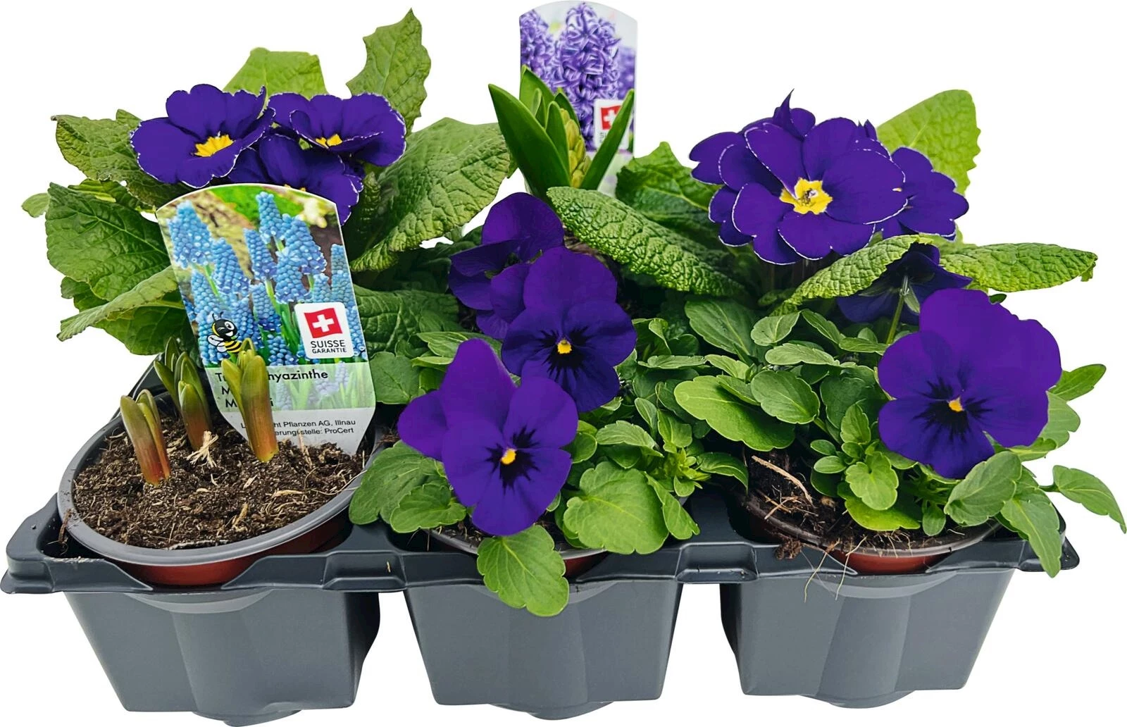 Bunte Frühlingsblüher 6er Set