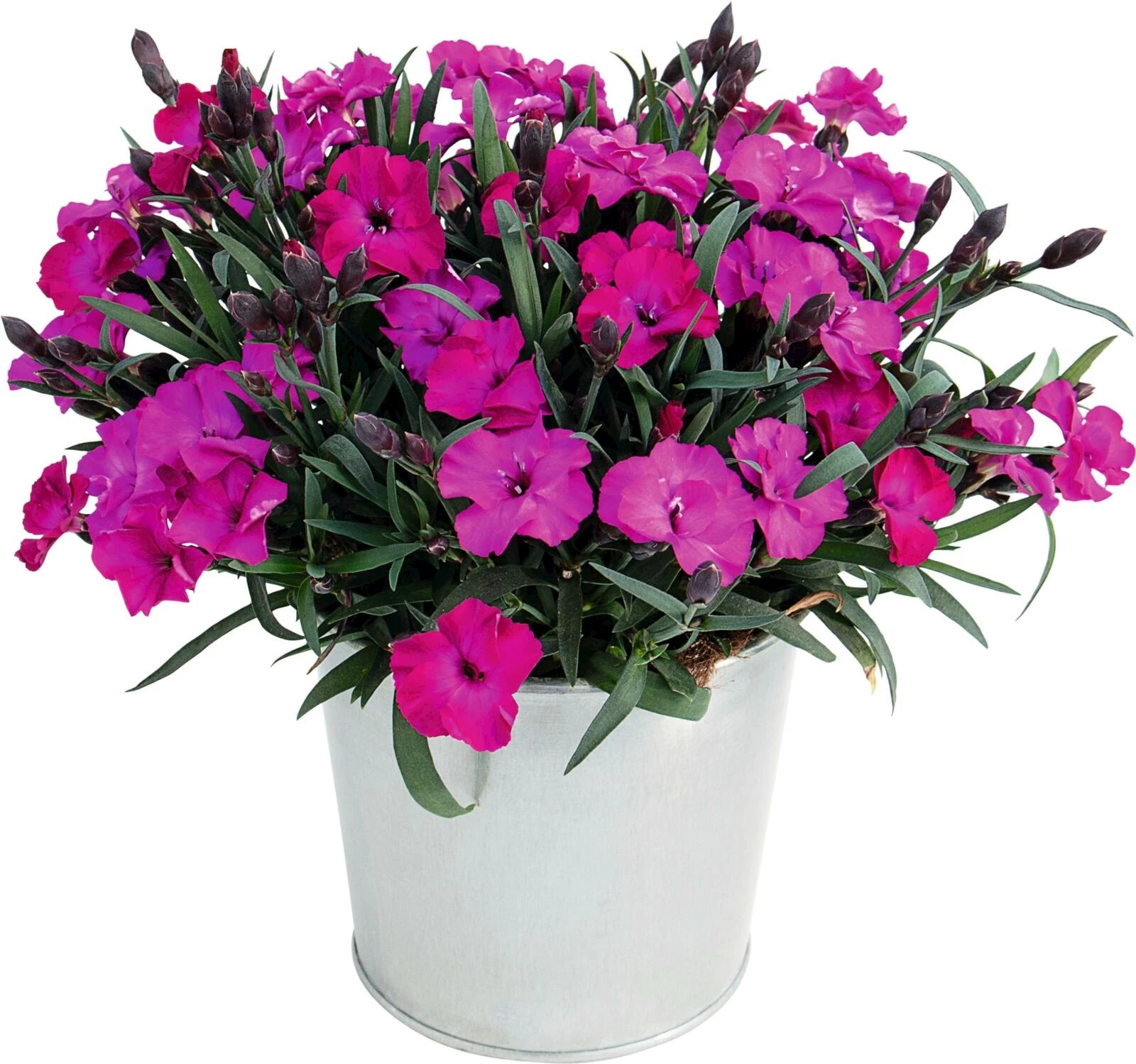 Dianthus Scully P12 cm