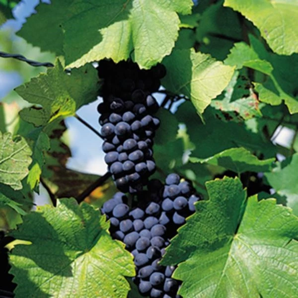 Nero d'Avola Sicilia 75cl