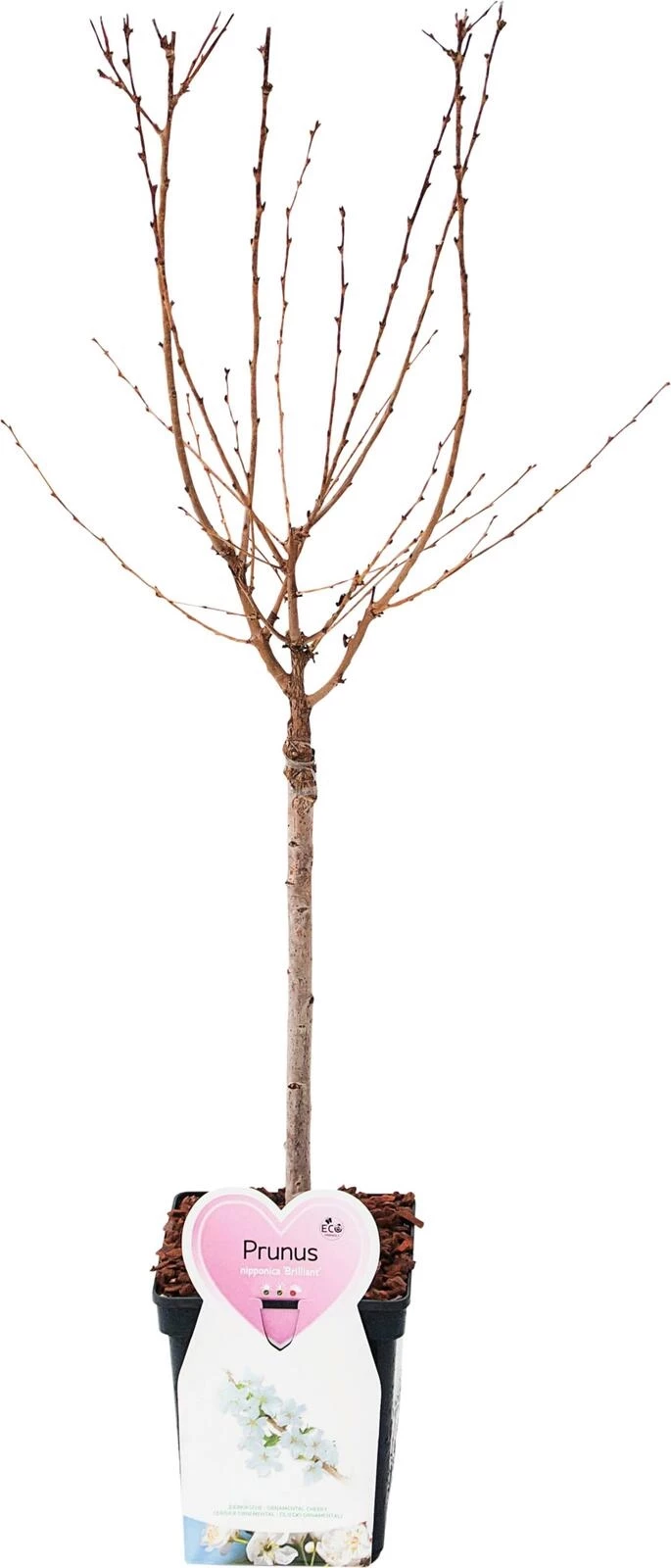 Zierkirsche jap.Stamm P23 cm