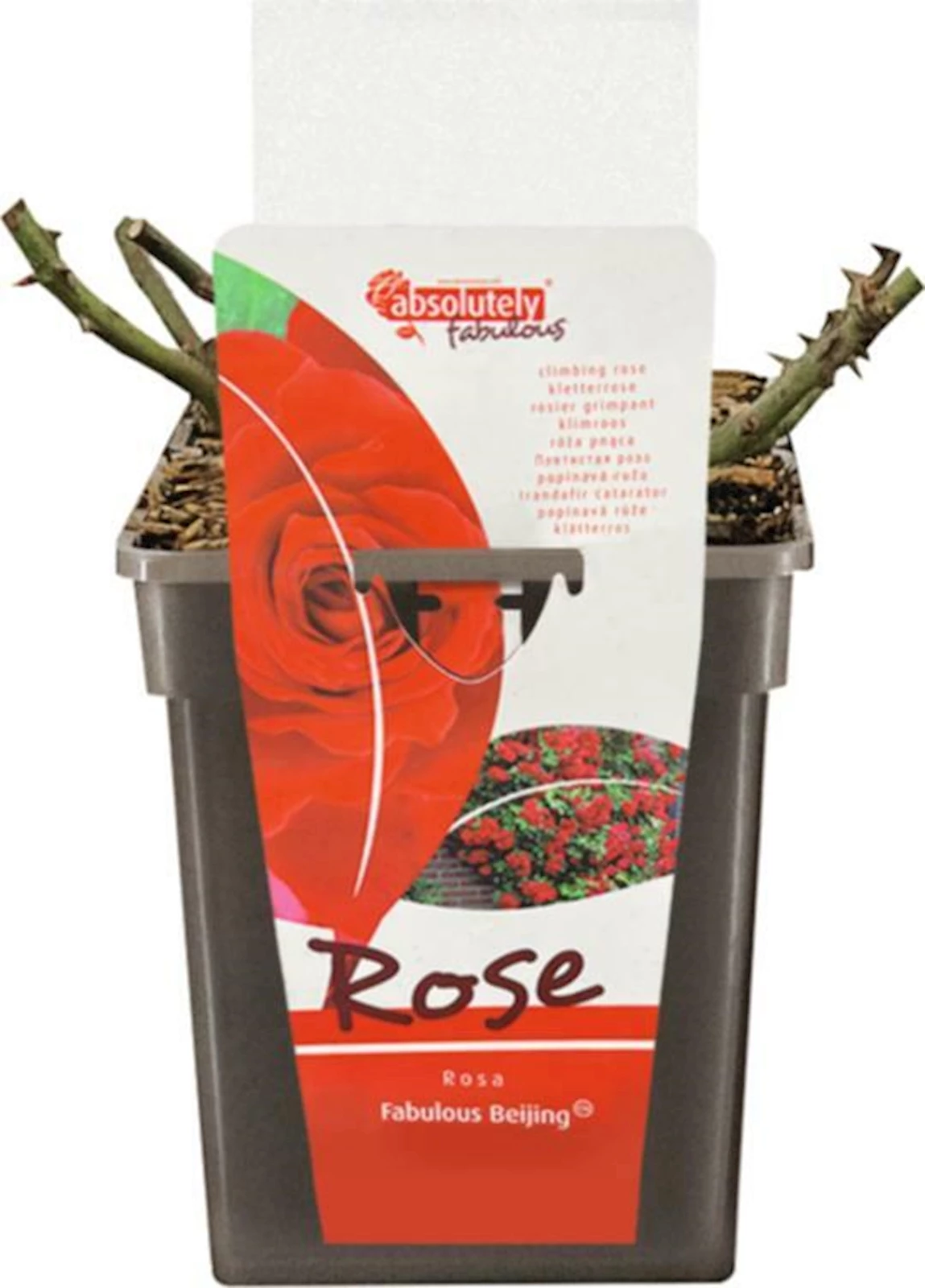 Rose Fabulous  P11x11 cm