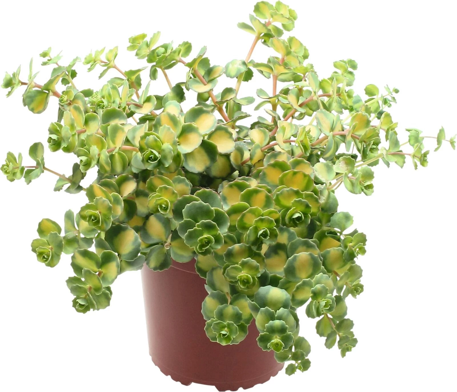 Sedum sieboldii P18 cm