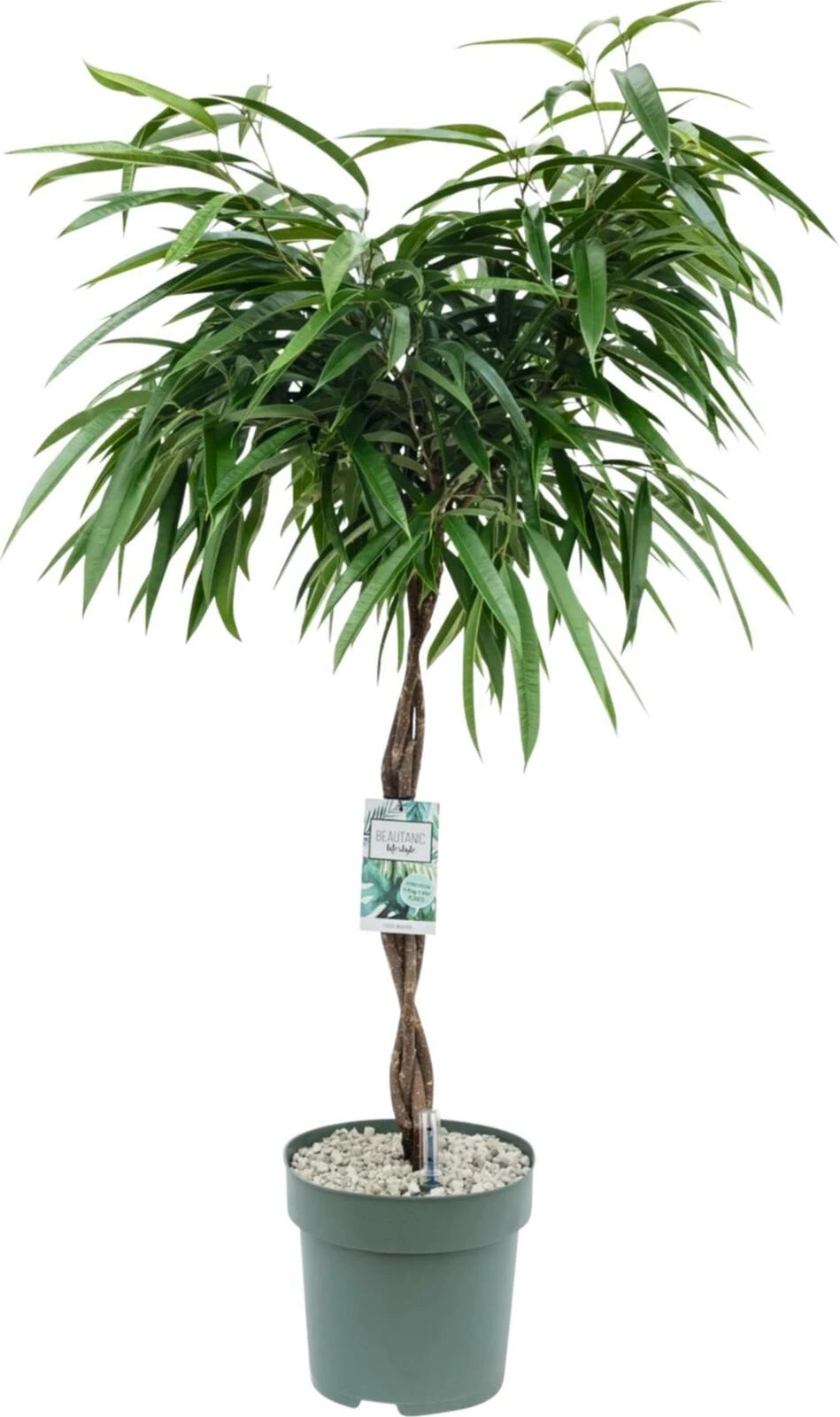 Grünpflanze Stamm Vulkansubst. P30 cm