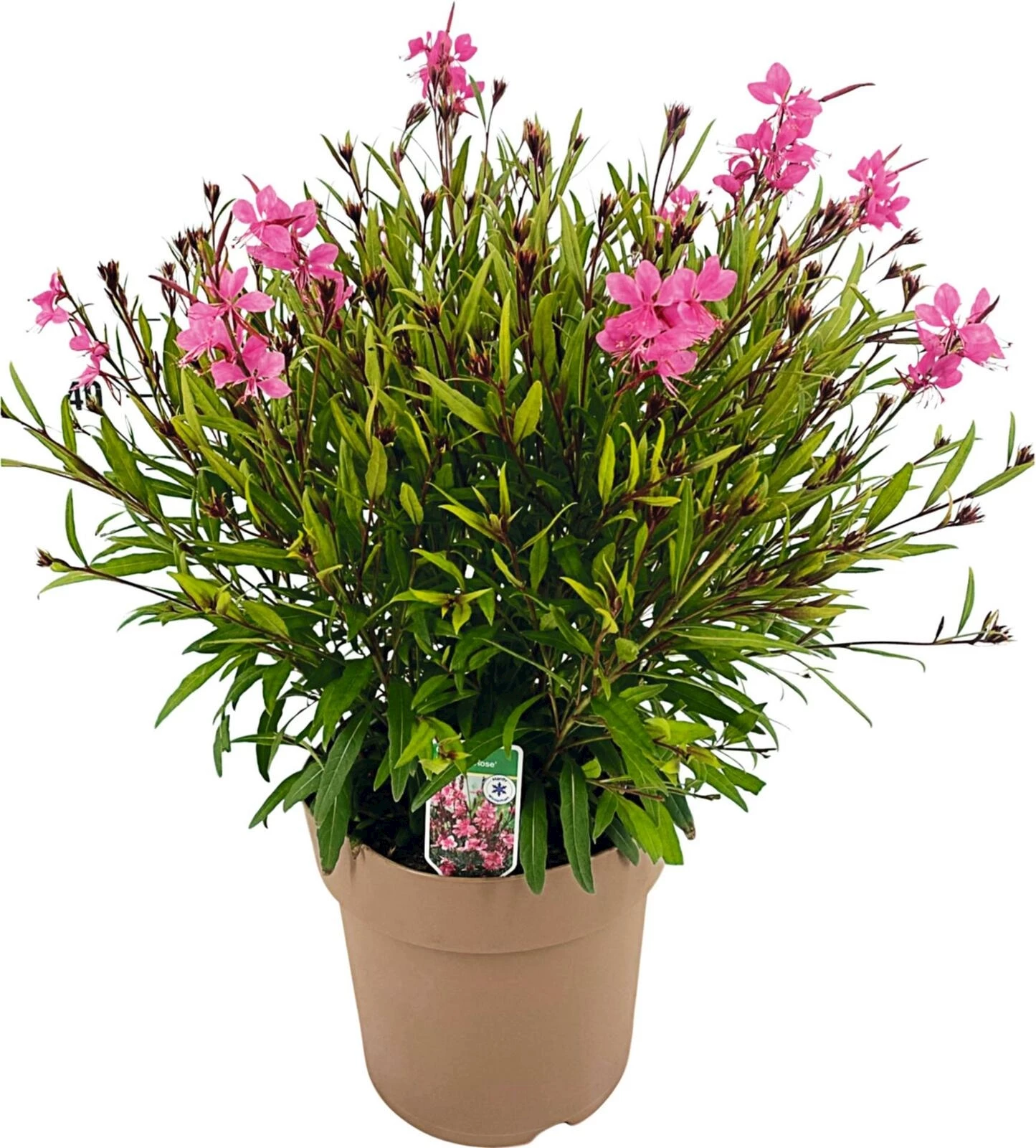 Gaura pink P23 cm
