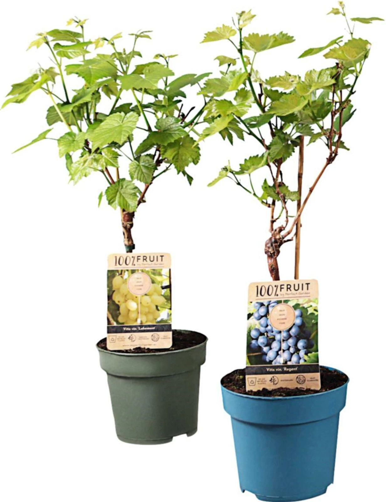 Vitis Stämmchen P21 cm