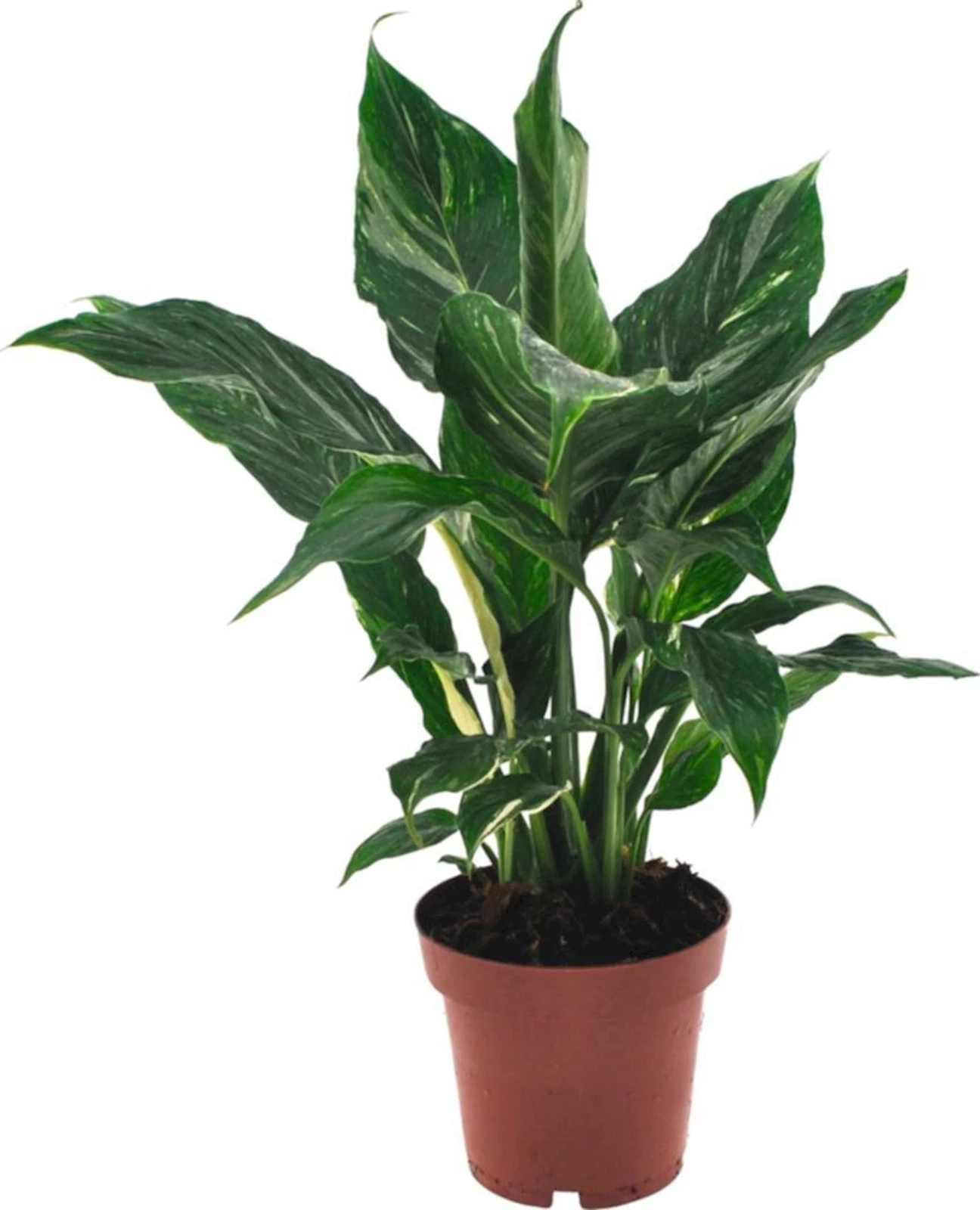 Spathiphyllum Diamond P12 cm
