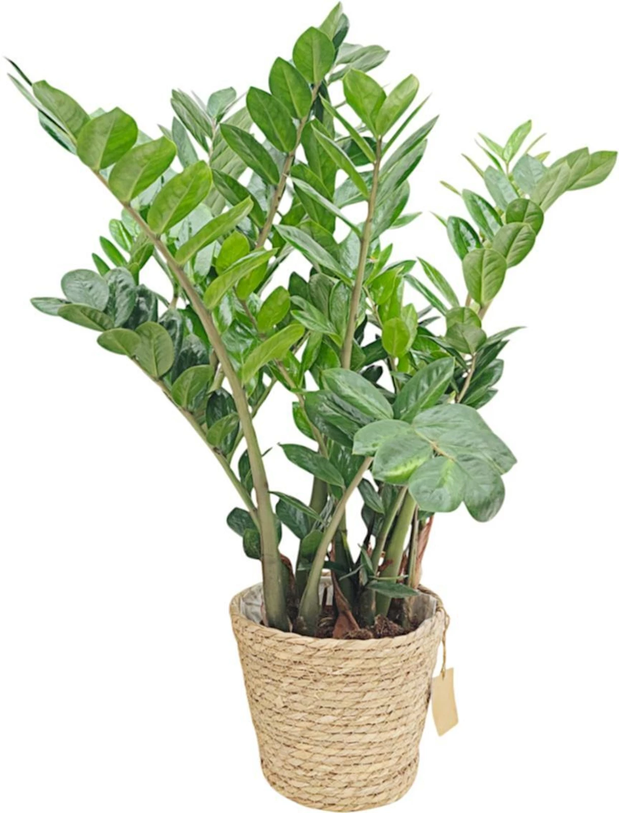 Grünmix im Korb P19 cm