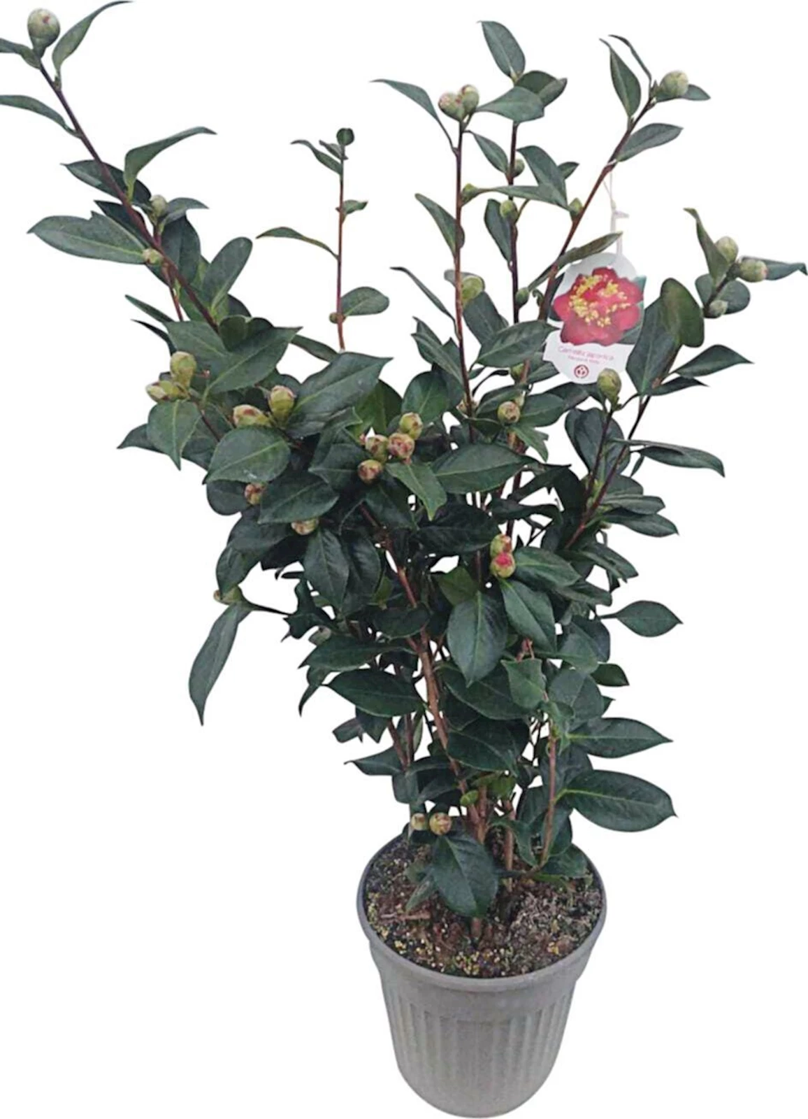 Camelia P22 cm