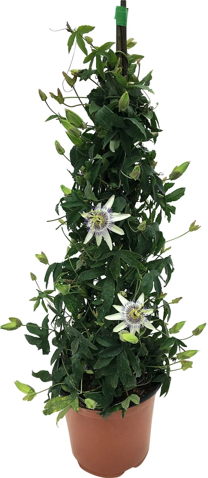 Passiflora Pyramide P17 cm