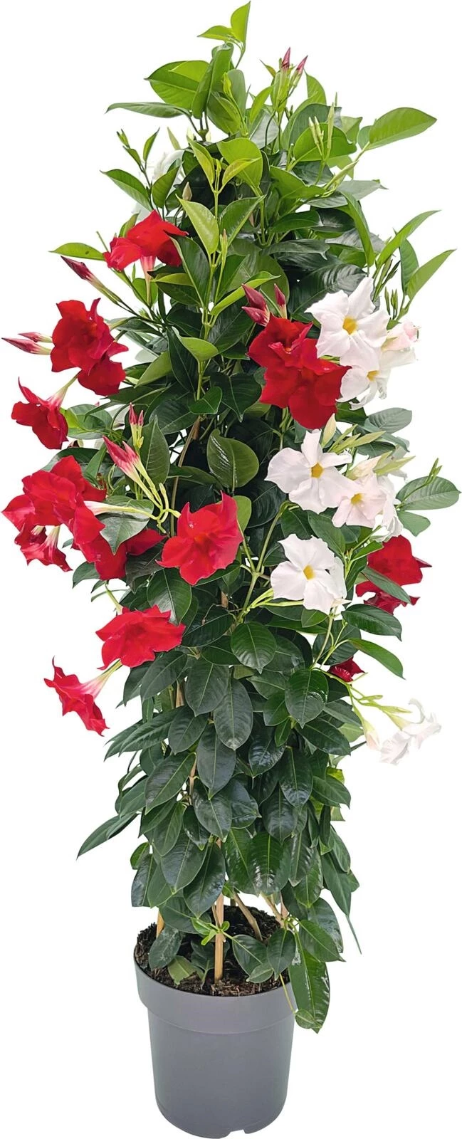 Dipladenia Pyramide Bicolor P21 cm