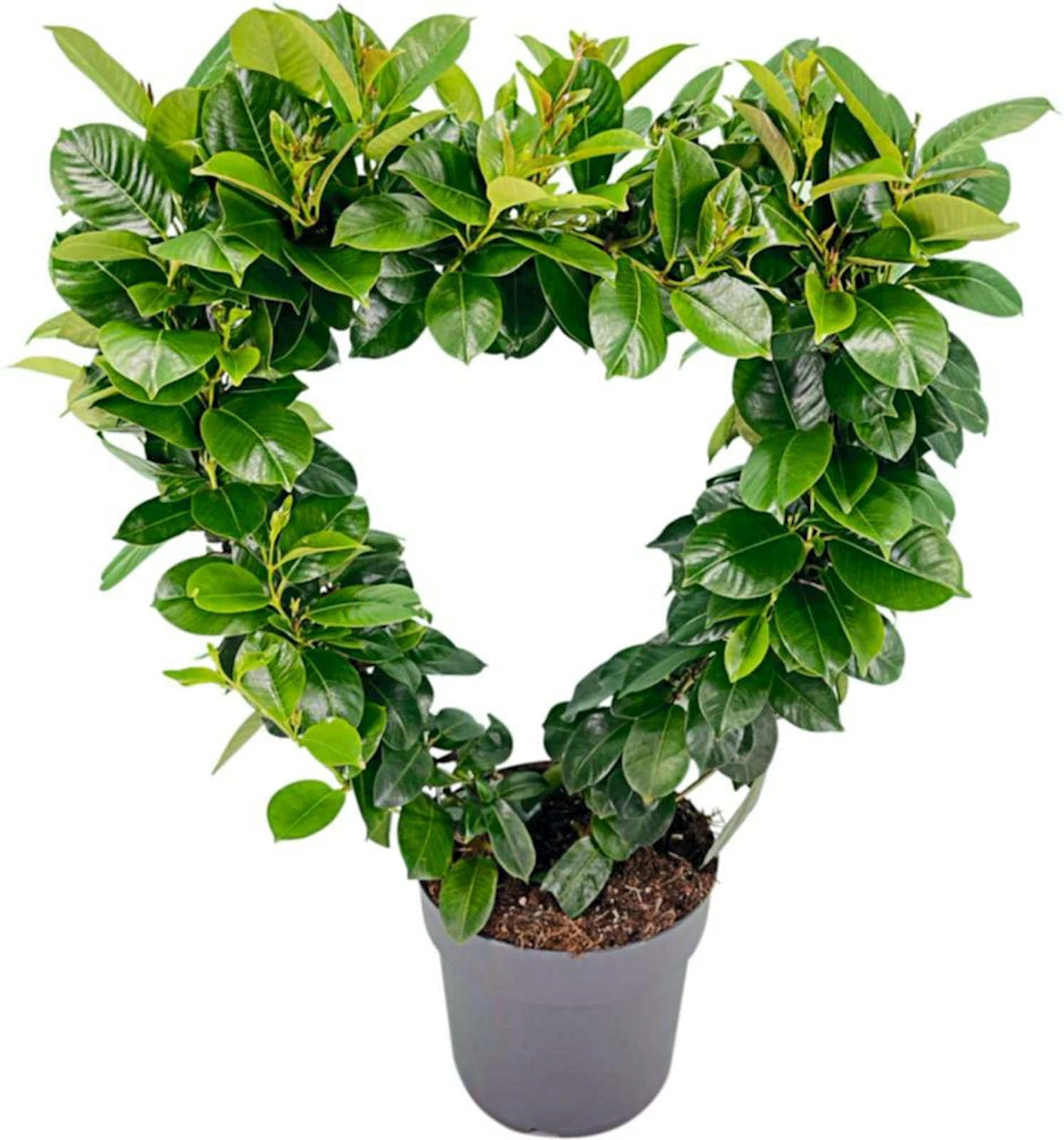 Dipladenia Herz P17 cm