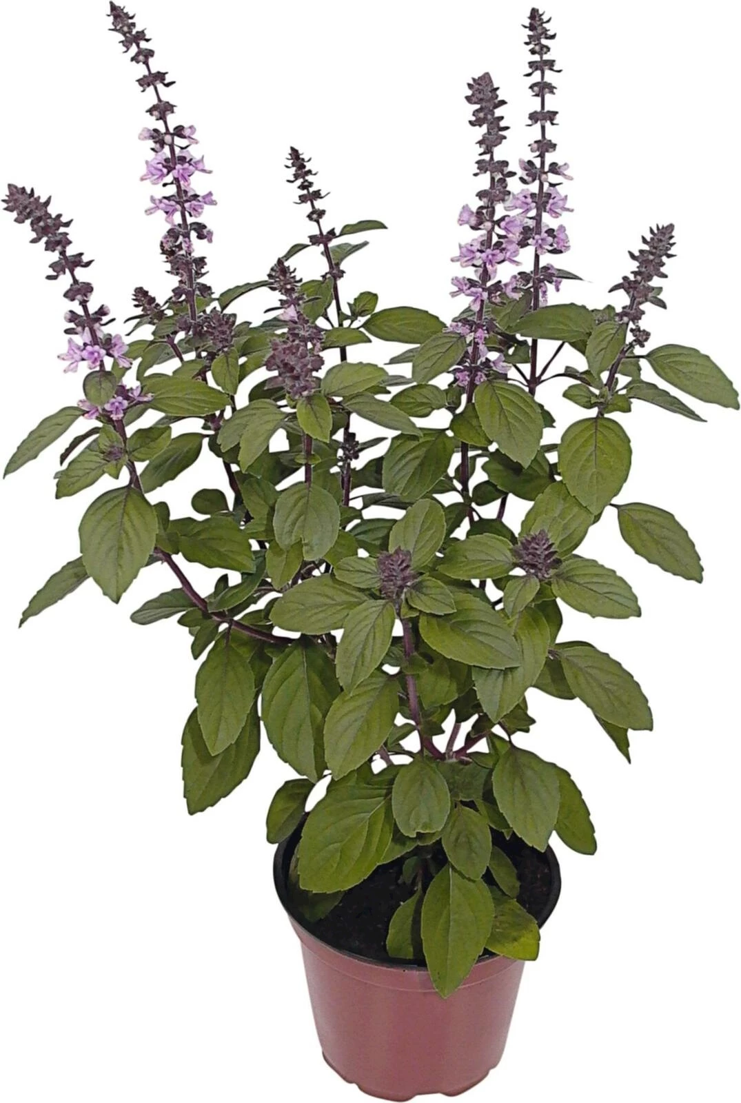 Strauchbasilikum P12 cm