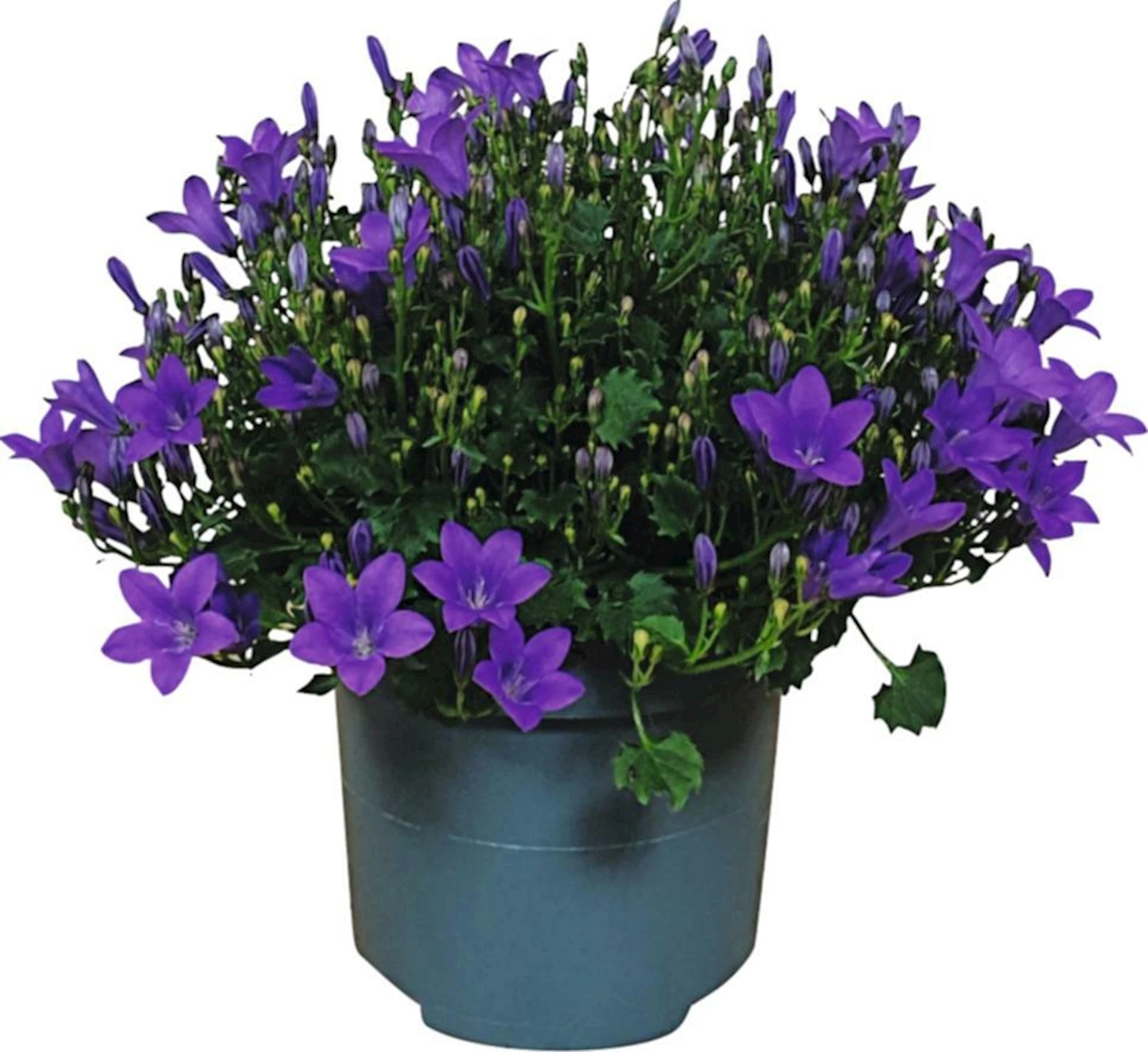 Campanula ambella purple P12 cm
