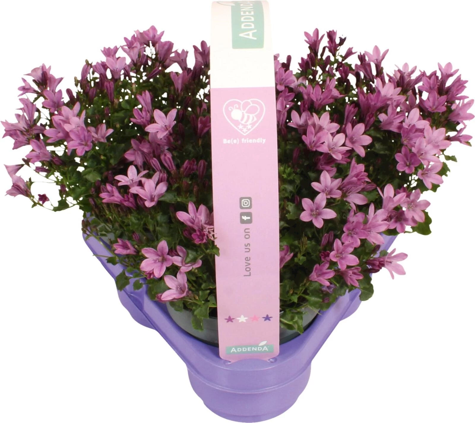 Campanula Ambella 3er P10.5 cm