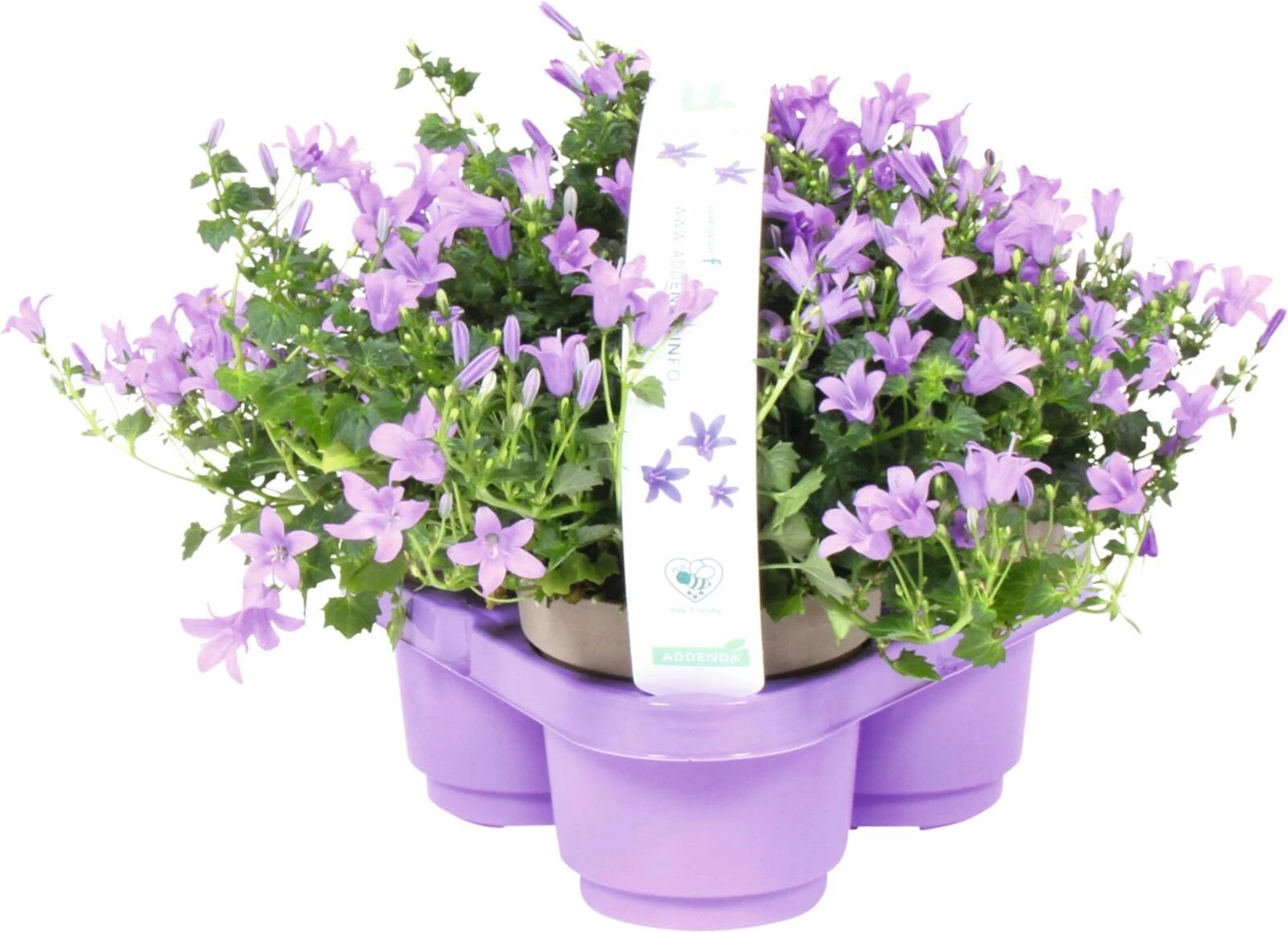 Campanula Ambella 3pcs P10.5 cm