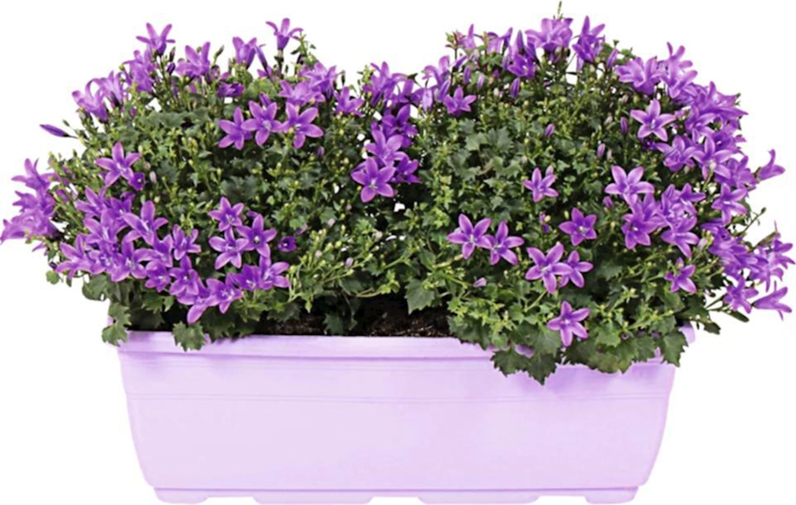 Campanula Ambella caisse P27 cm