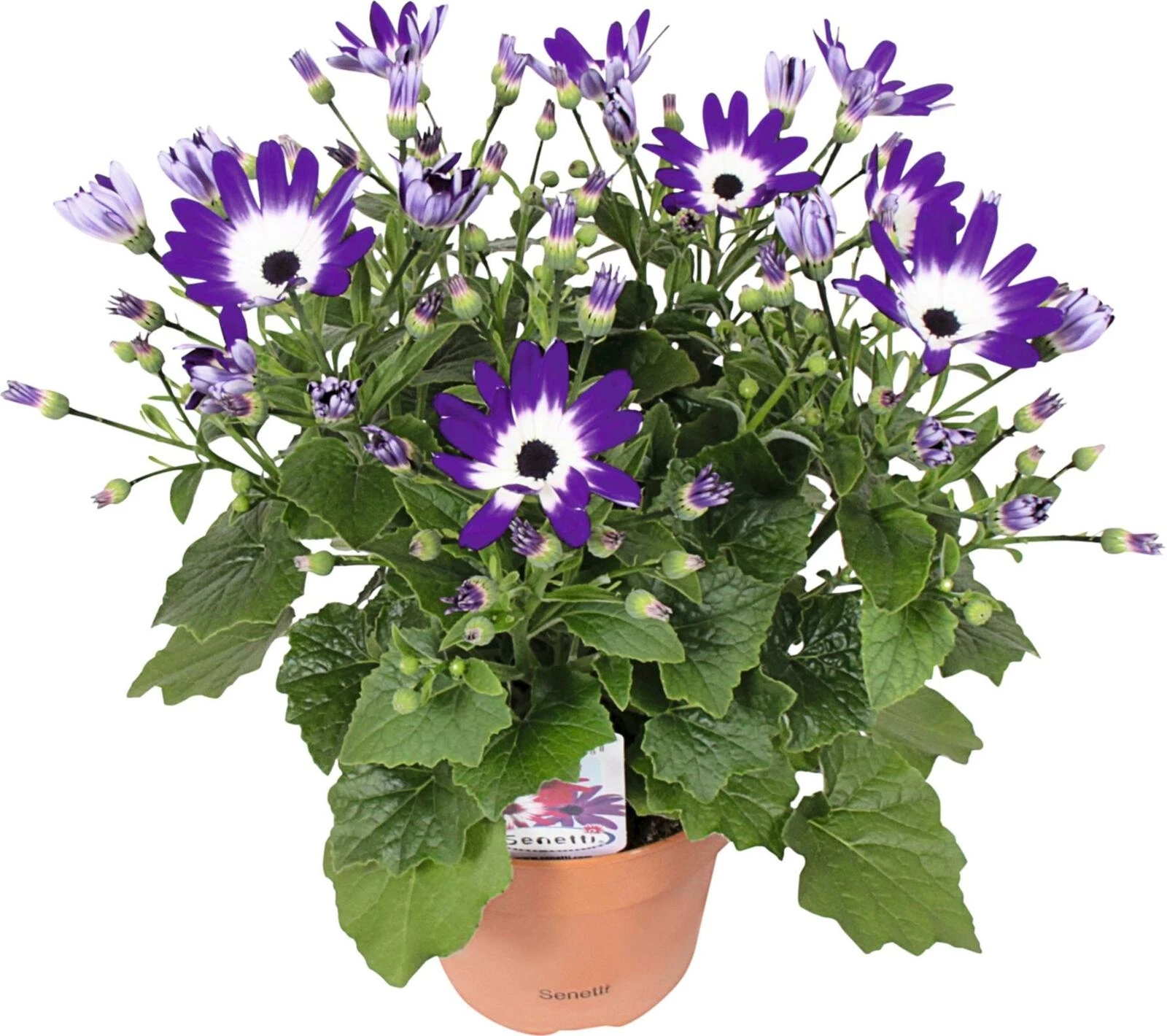 Senetti P15 cm