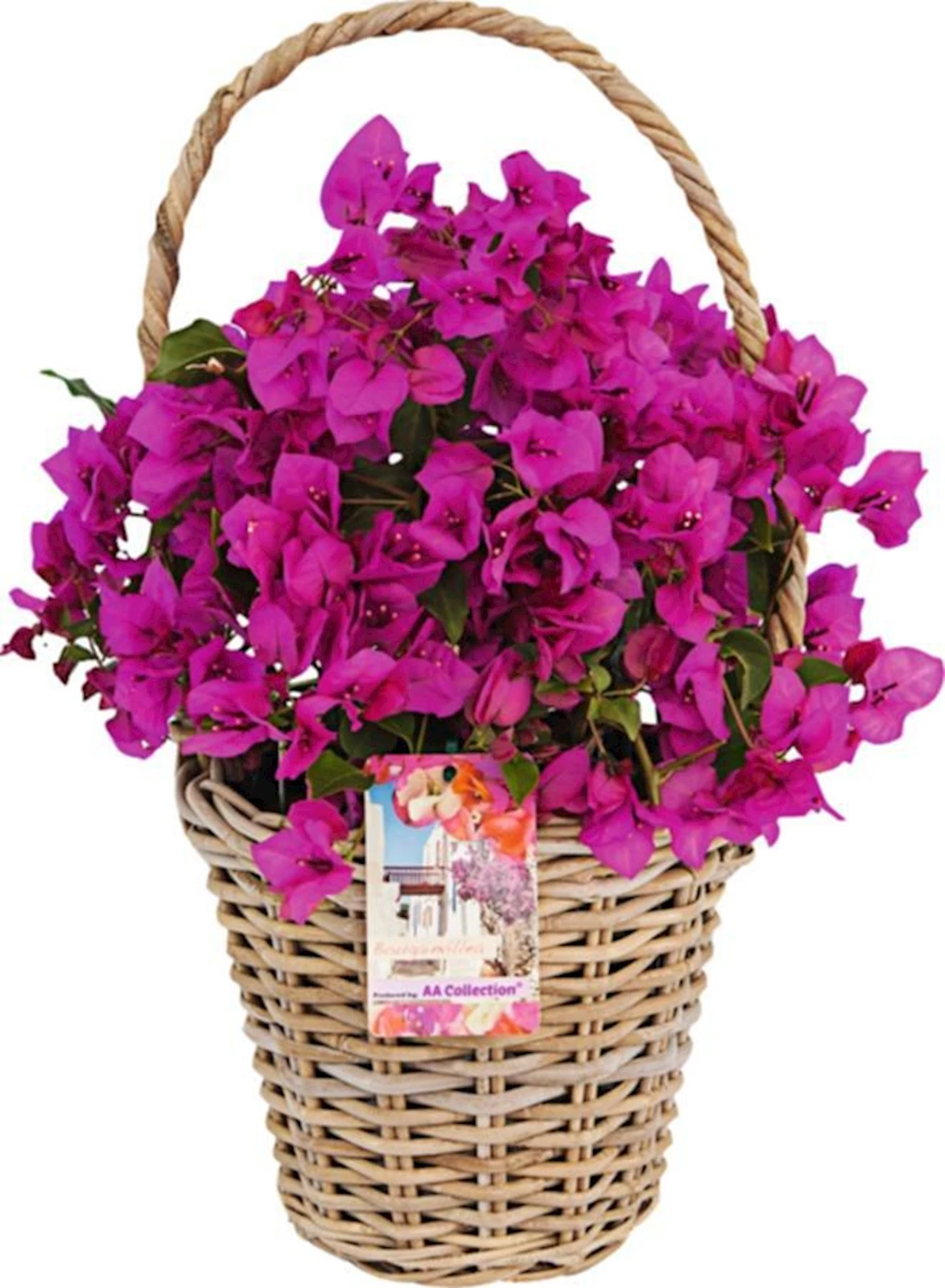Bougainvillea en panier P19 cm