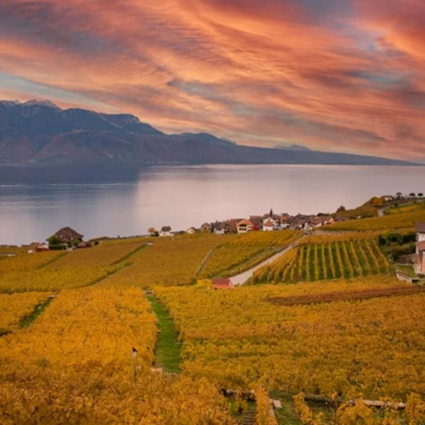 Chasselas Lemanic 75 cl