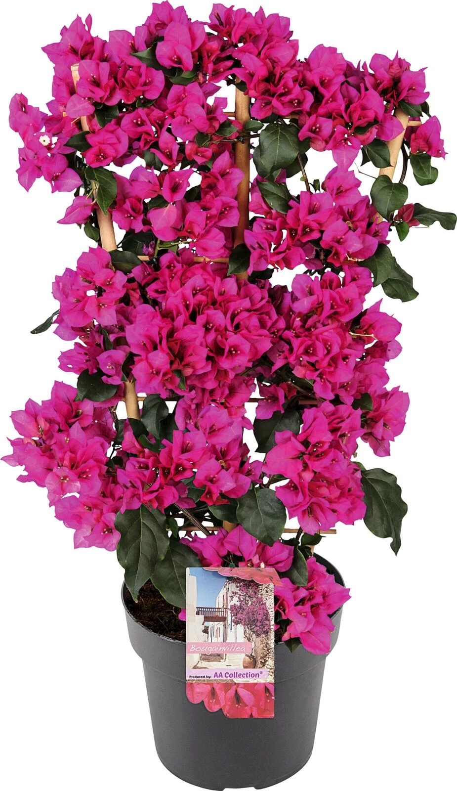 Bougainvillea Spalier P21 cm