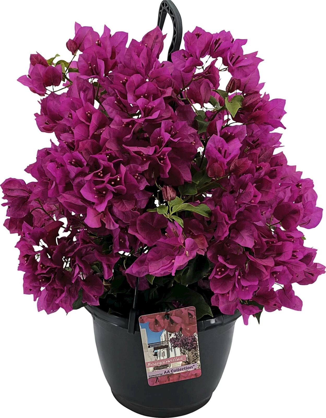 Bougainvillea Ampel P23 cm