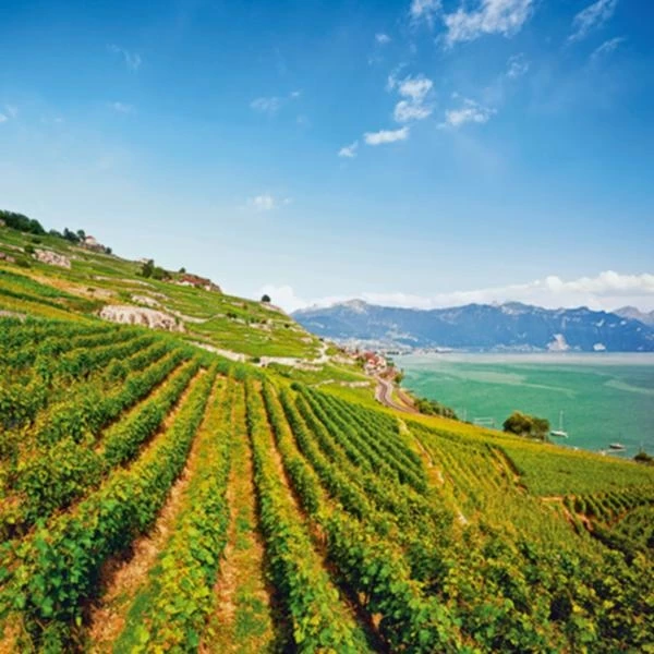 Salvagnin Lemanic 75 cl