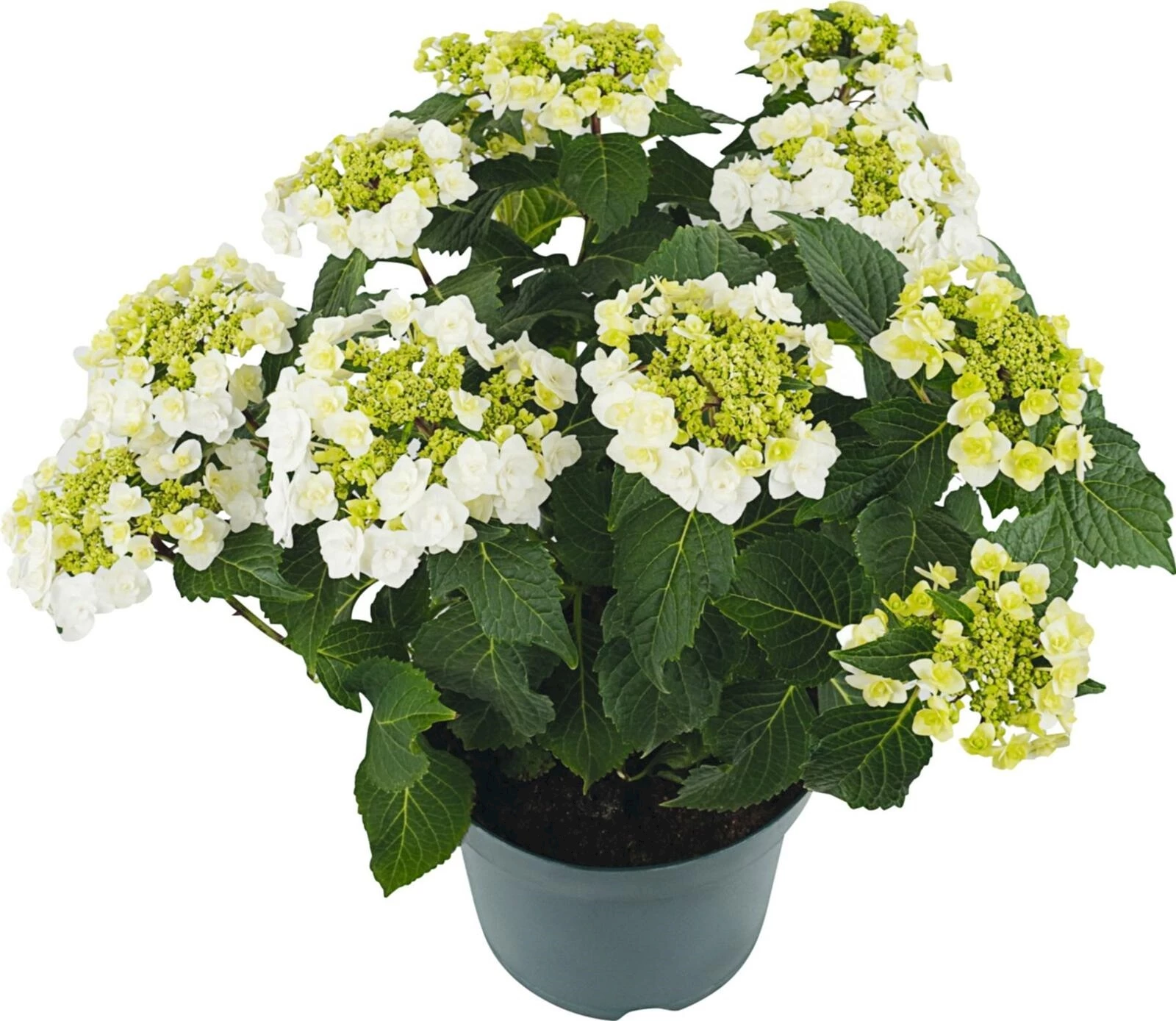 Hydrangea Unique Wedding Gown P23 cm