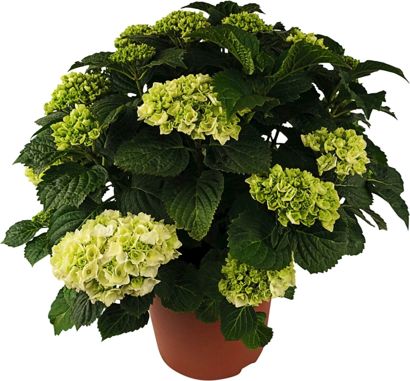 Hydrangea Macrophy. P29 cm