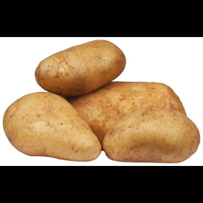 Saatkartoffeln Bio Acoustic 1 kg