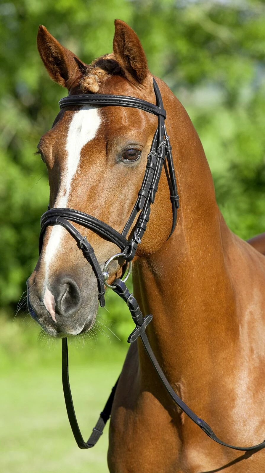 Zaum doubliert COB II