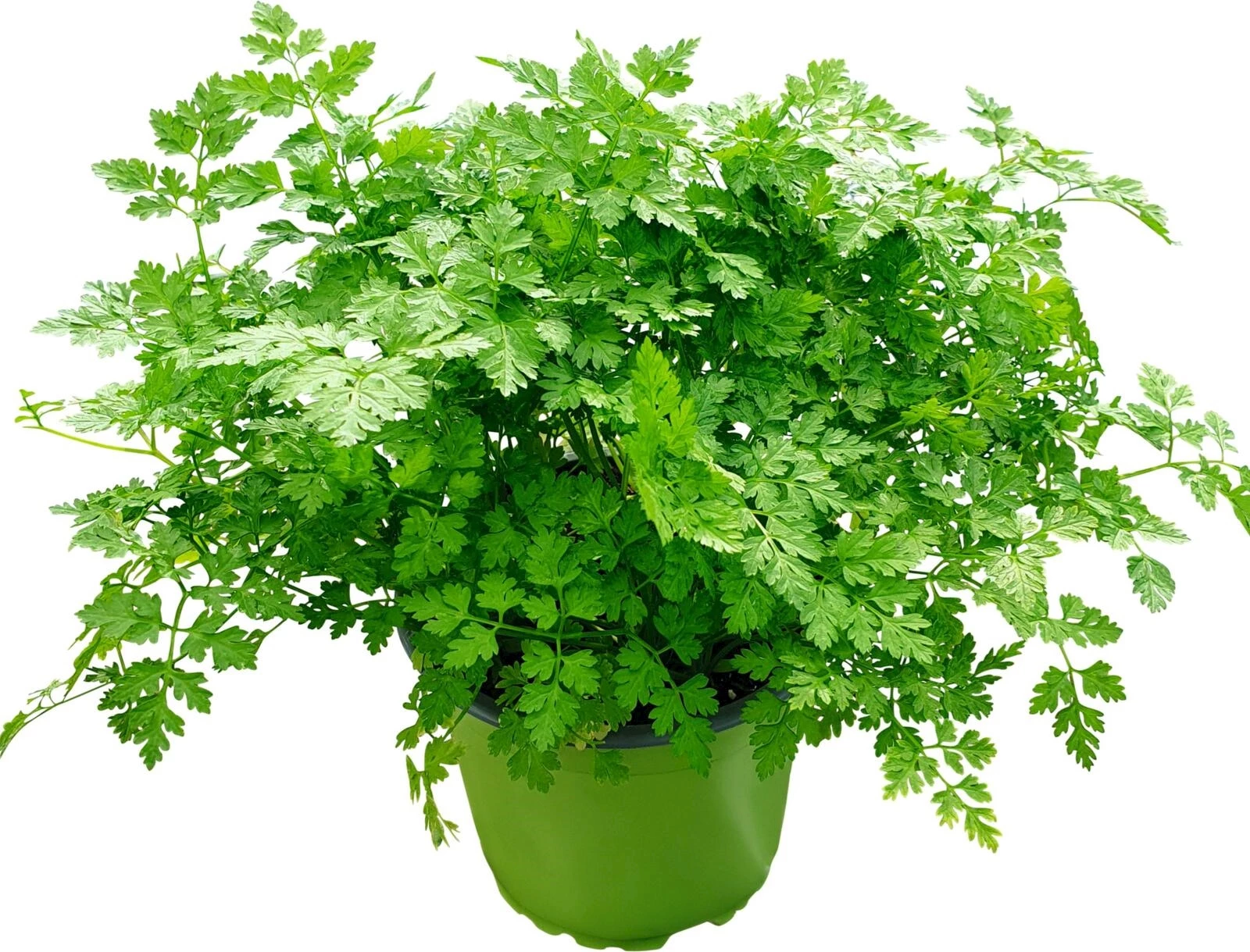 Vitalkräuter P13 cm