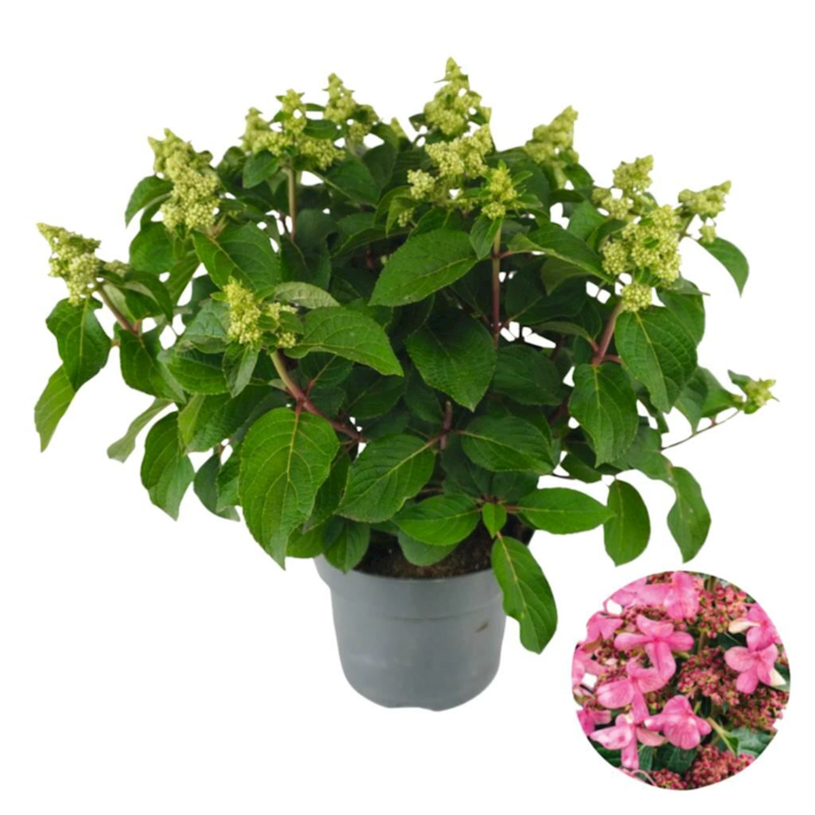 Hydrangea pan. Infinity P23 cm