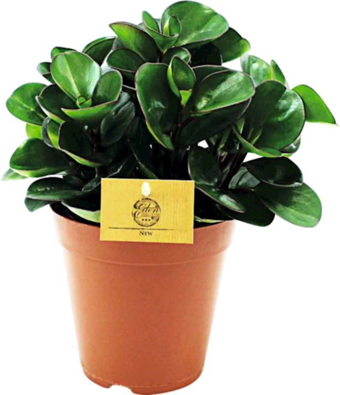 Grünpflanzen Mix B P15 cm