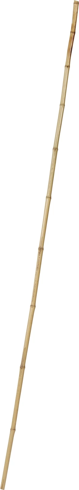 Bambusstab 1,8 m × 18/24 mm