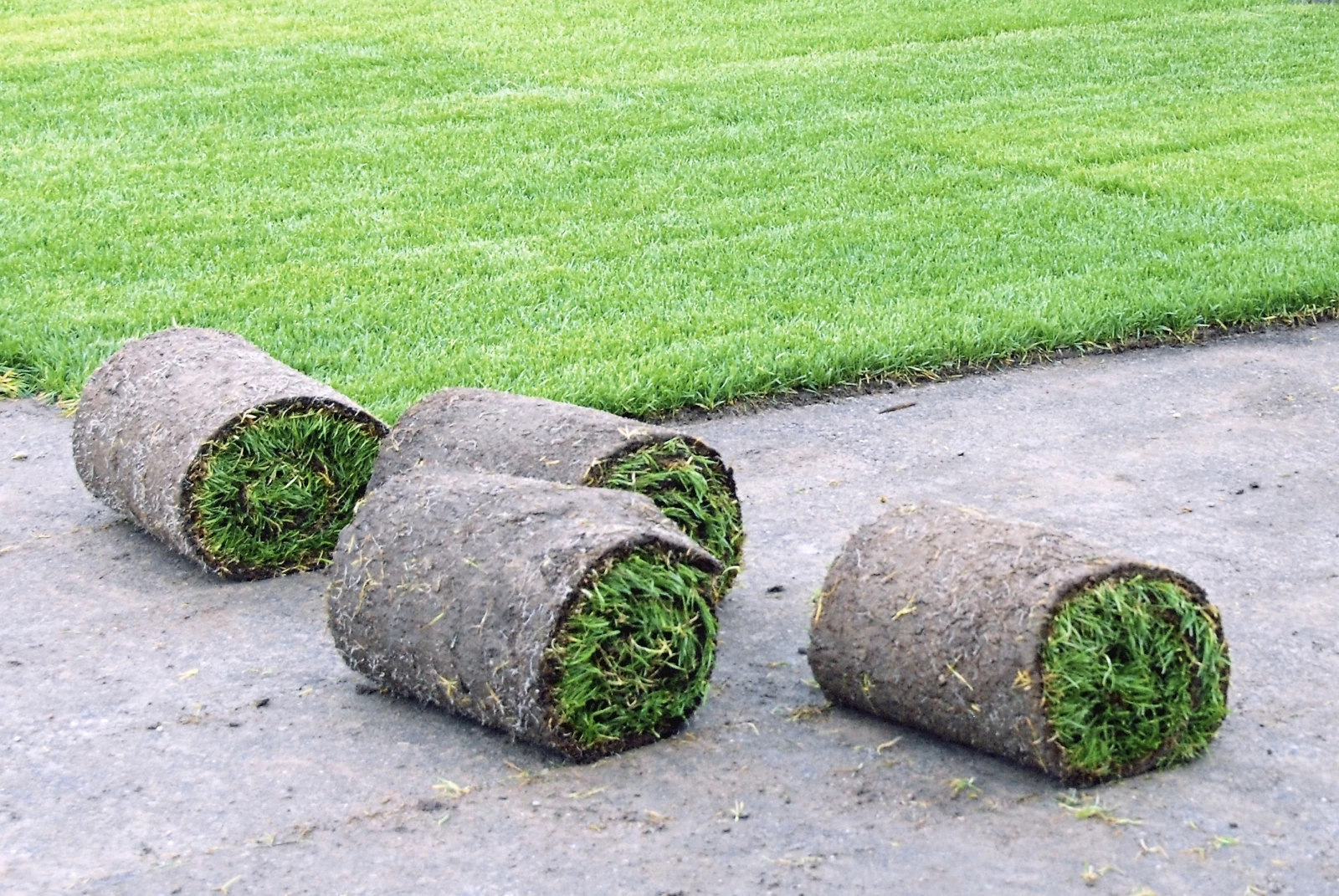 Gazon en rouleau Extra 10-19 m²