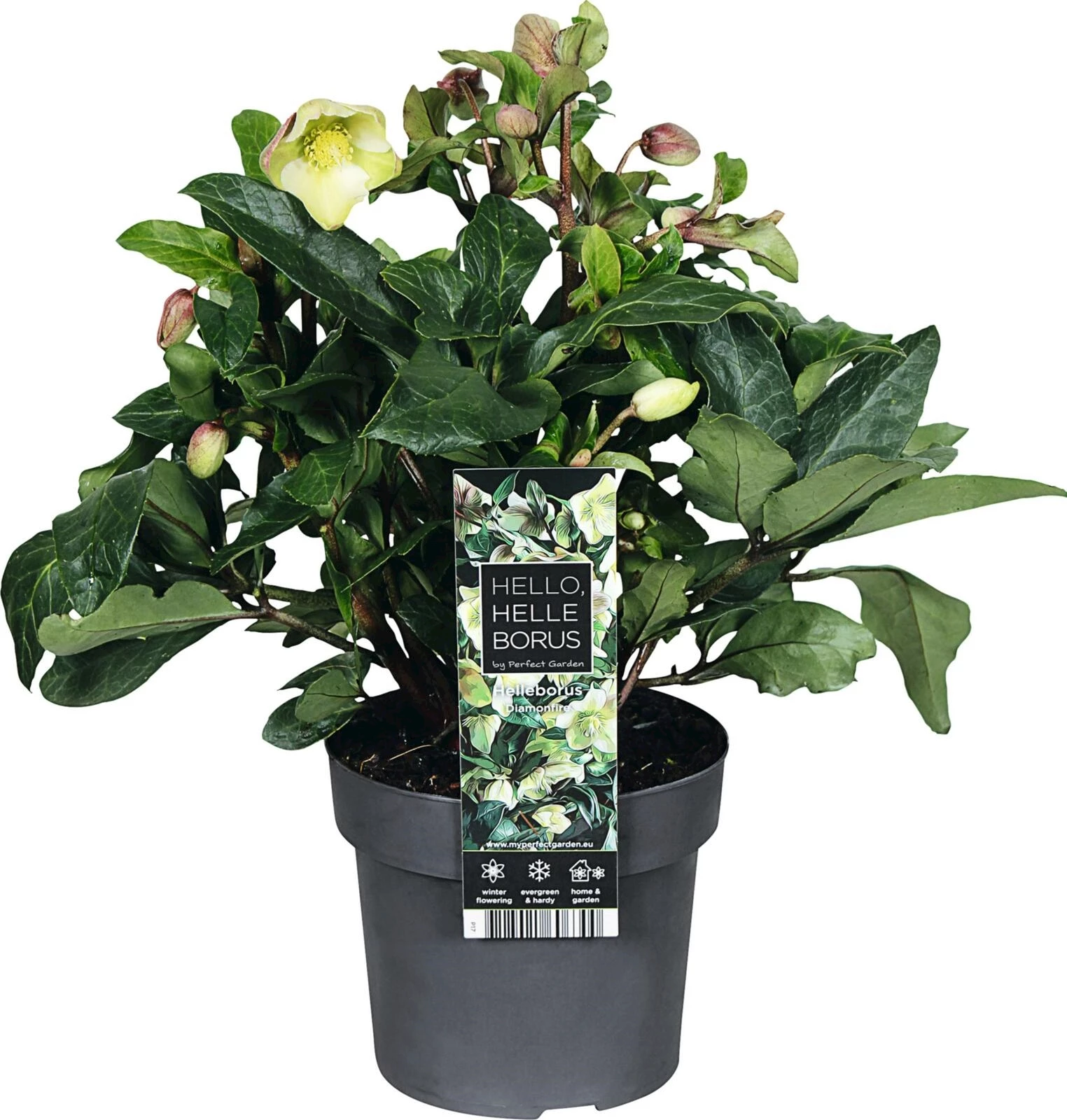 Hellèbore Diamond Fire P17 cm