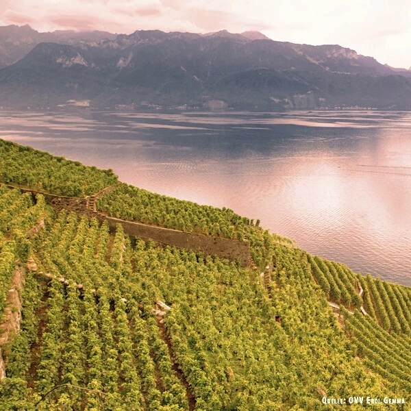 Epesses rot AOC 75 cl