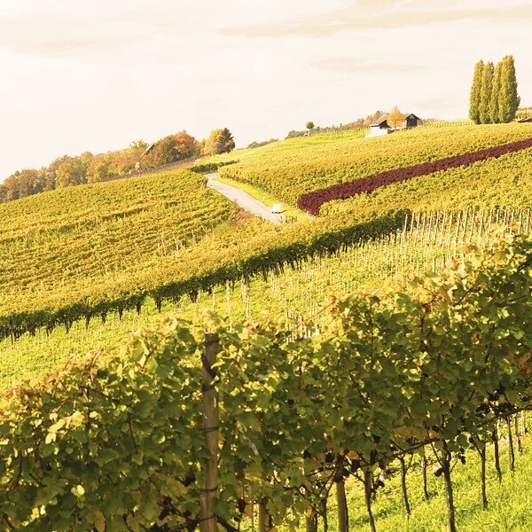 Blauburgunder CH 75 cl