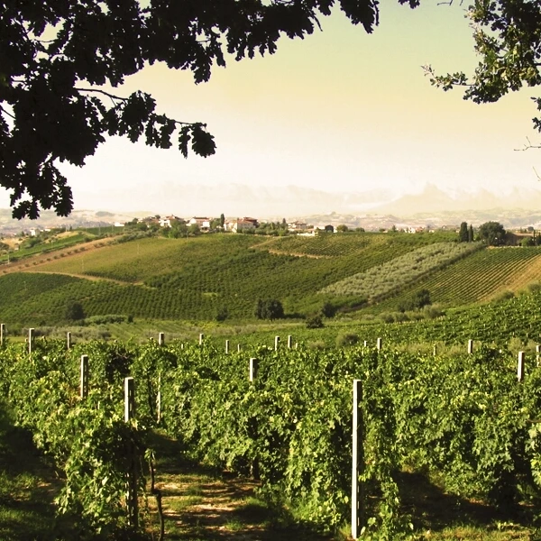 Primitivo Manduria 75 cl