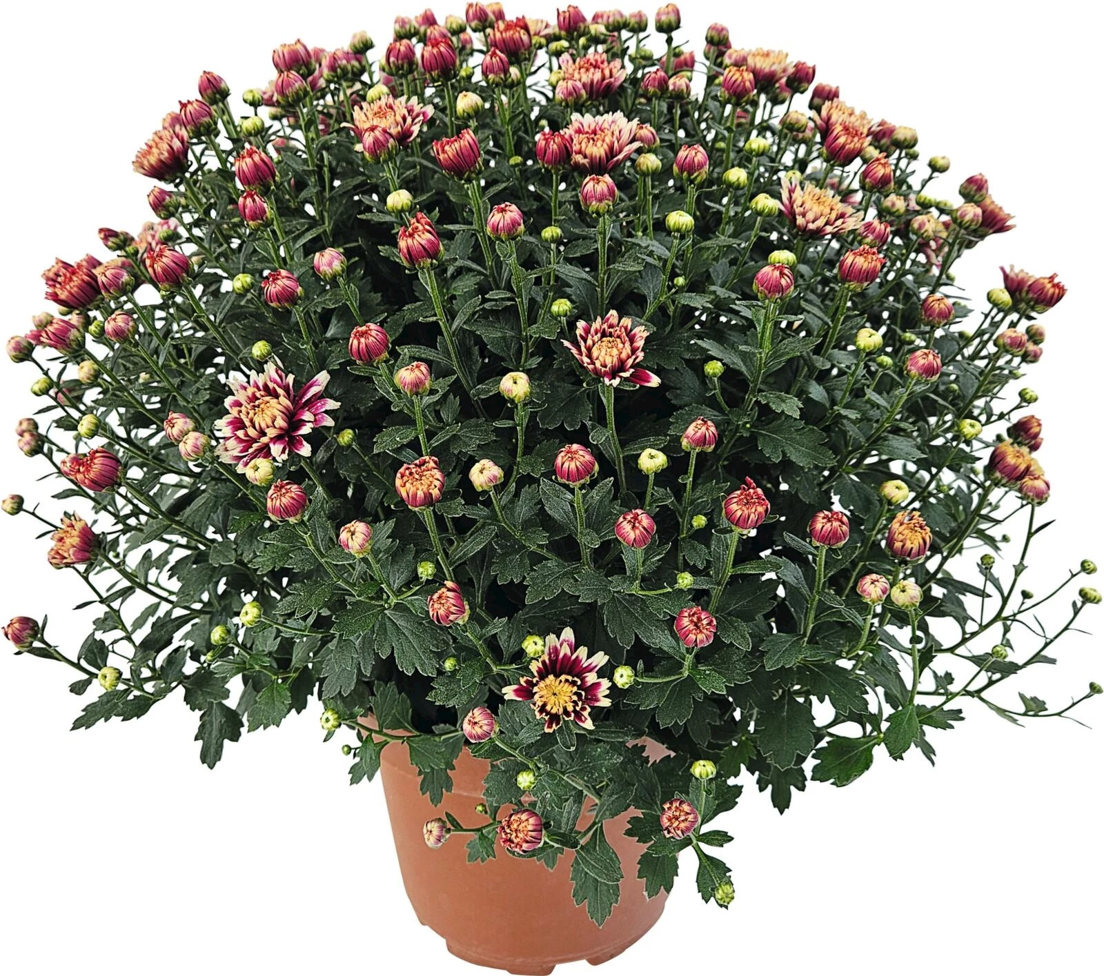 Chrysanthemen Mums Sonderfarben P22 cm