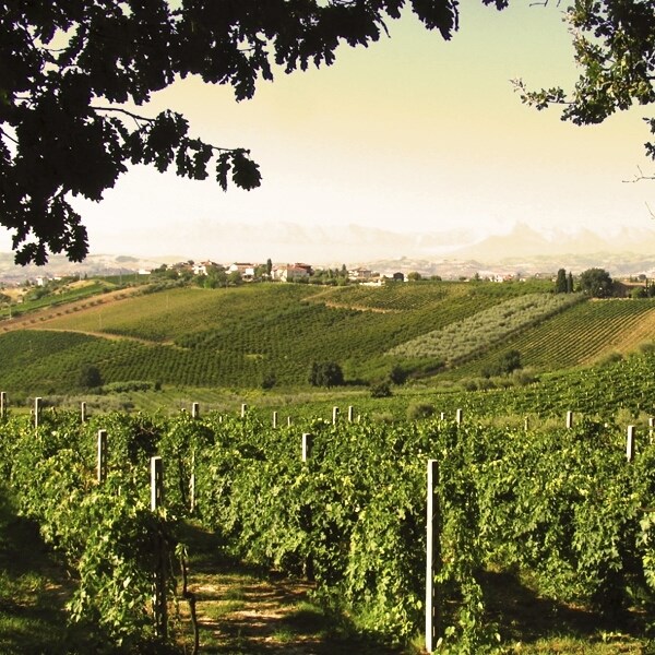 Primitivo Puglia Cesario 75 cl