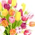 Serviettes 33 × 33 cm tulipes