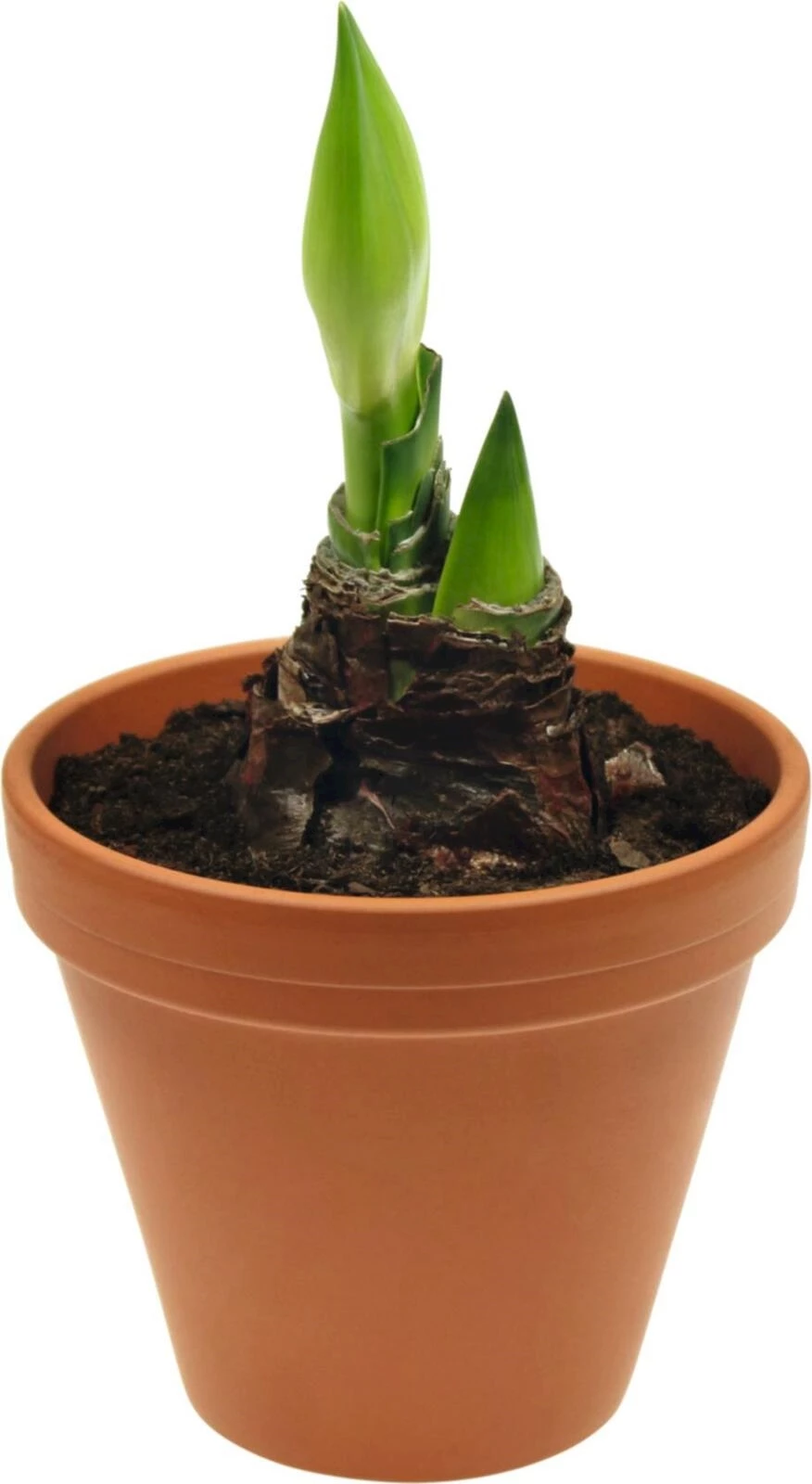 Amaryllis im Tontopf P13 cm